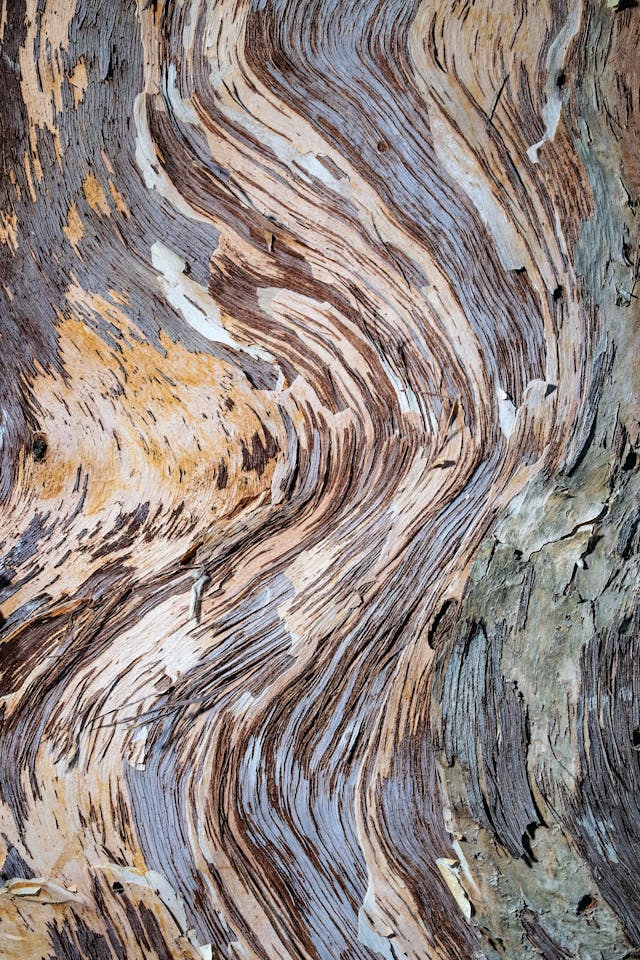 Image of Paper Bark Tree