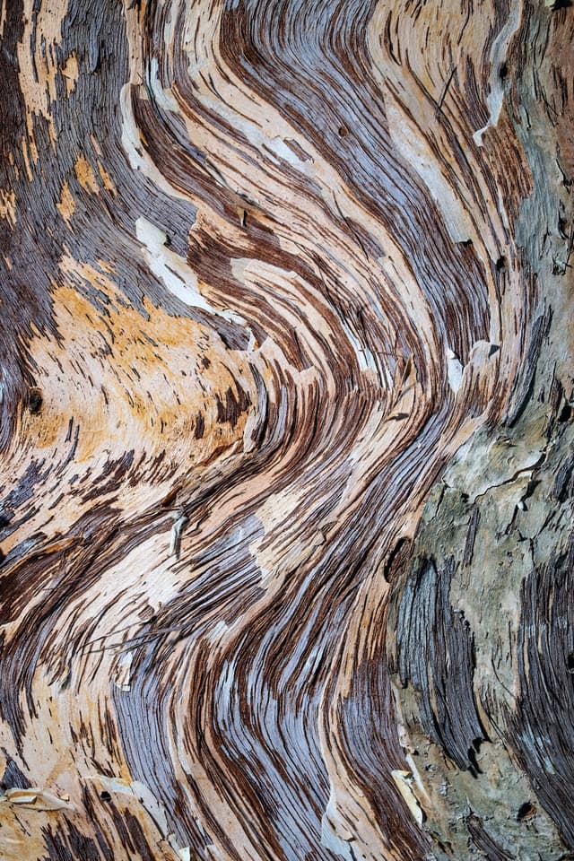 Image of Paper Bark Tree